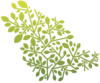 E Flora of the Kingdom of Saudi Arabia 